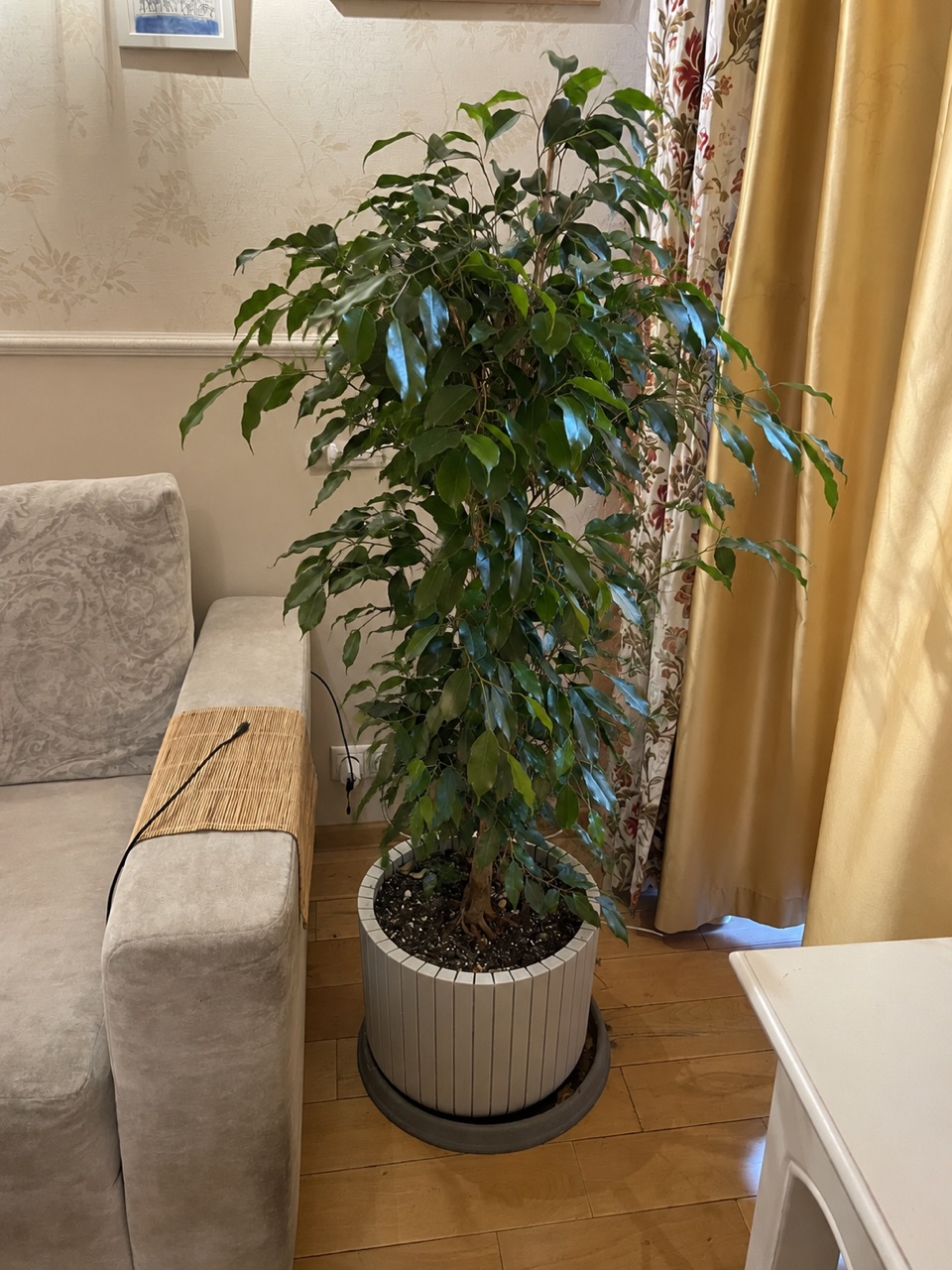 Новый фикус после замены и пересадки; ракурс скорректирован с помощью ИИ